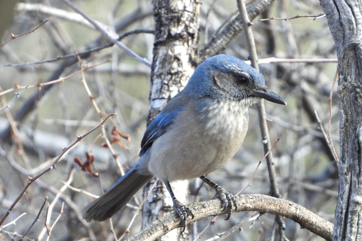 Woodhouse's Scrub-Jay - Sherry Kelter