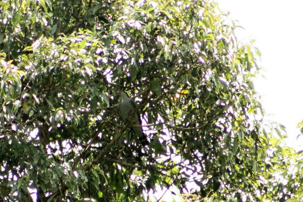 holub australský - ML213073801