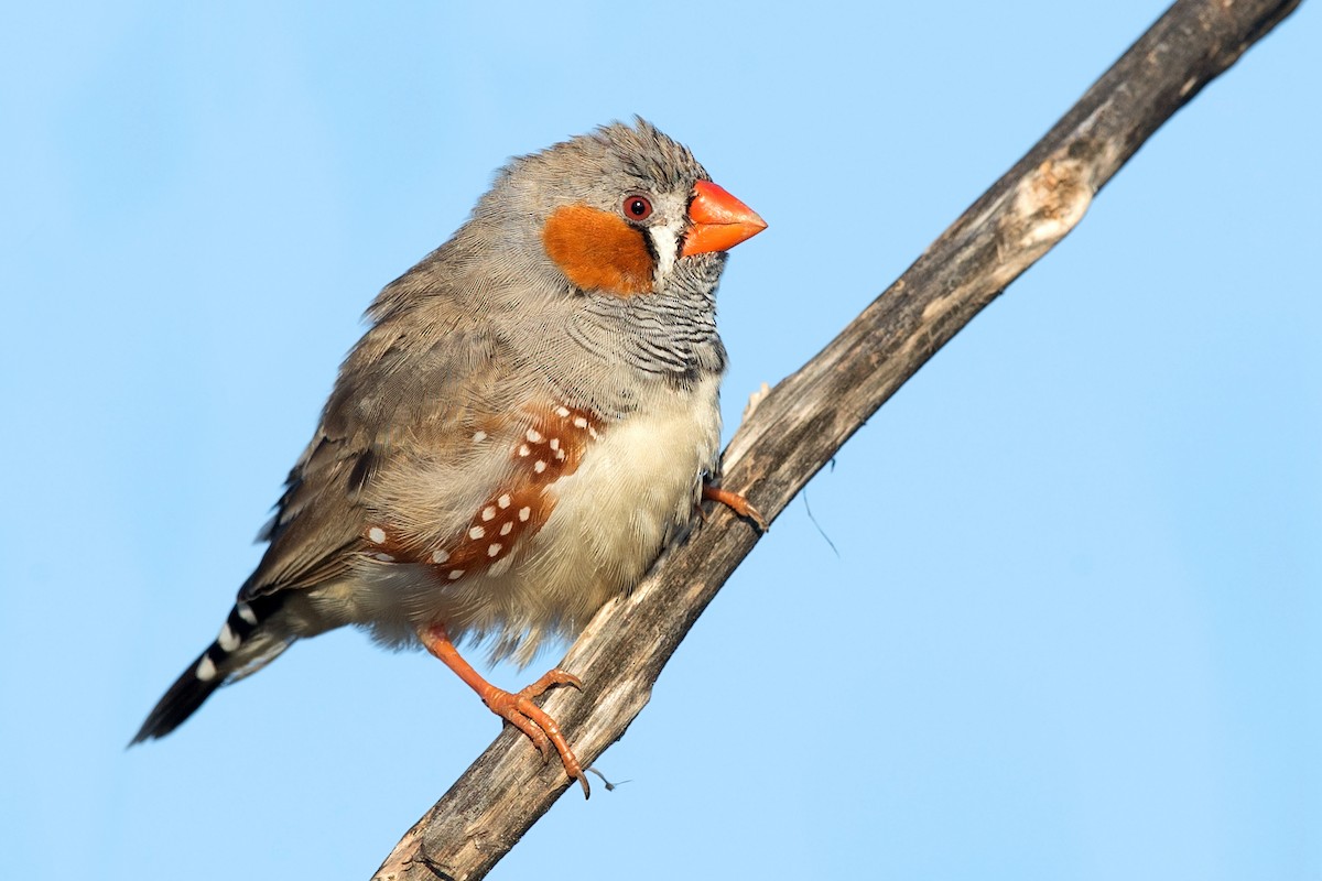 Zebra Finch (Australian) - ML213075171