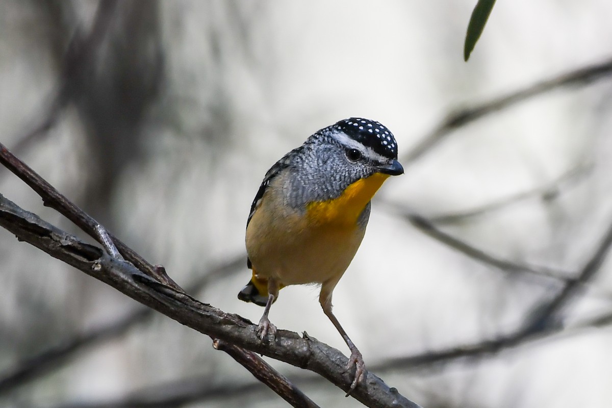 Spotted Pardalote - Alison Bentley