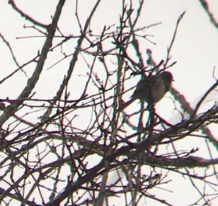 strnadec zimní (ssp. cismontanus) - ML213078121