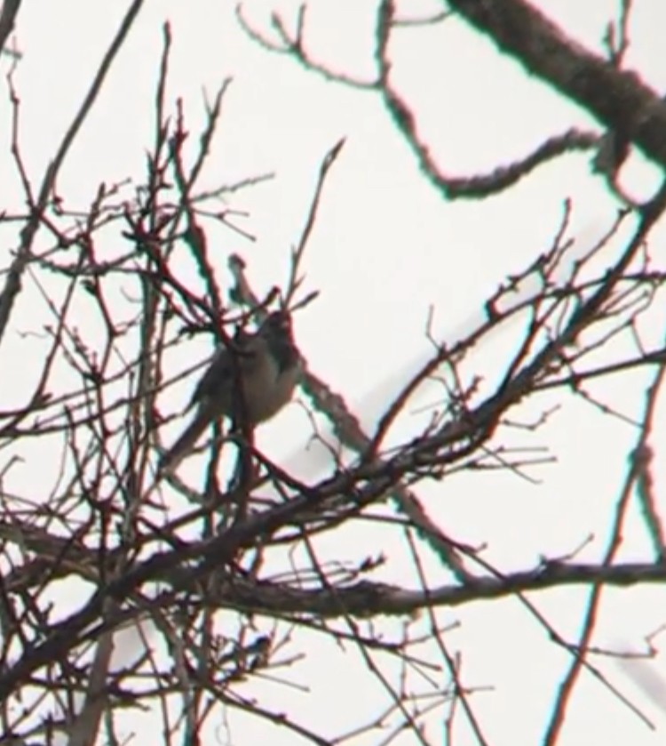 Dark-eyed Junco (cismontanus) - ML213078191