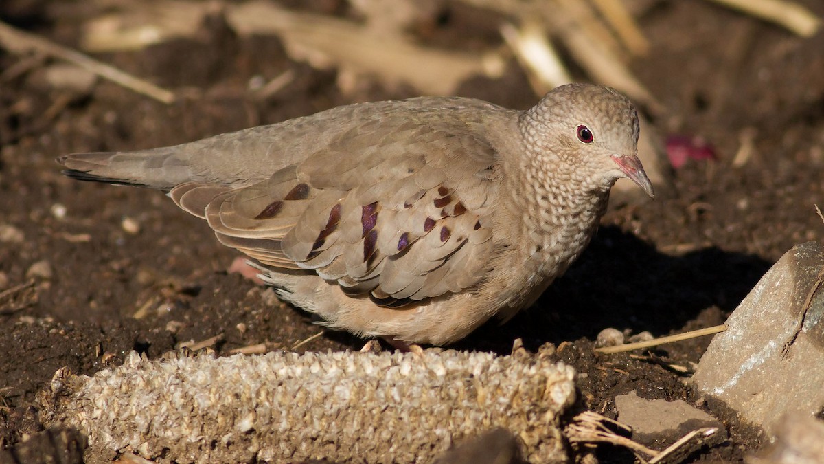 Common Ground Dove - Erik Nielsen