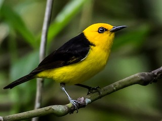 Black-and-yellow Tanager - Chrysothlypis chrysomelas - Birds of