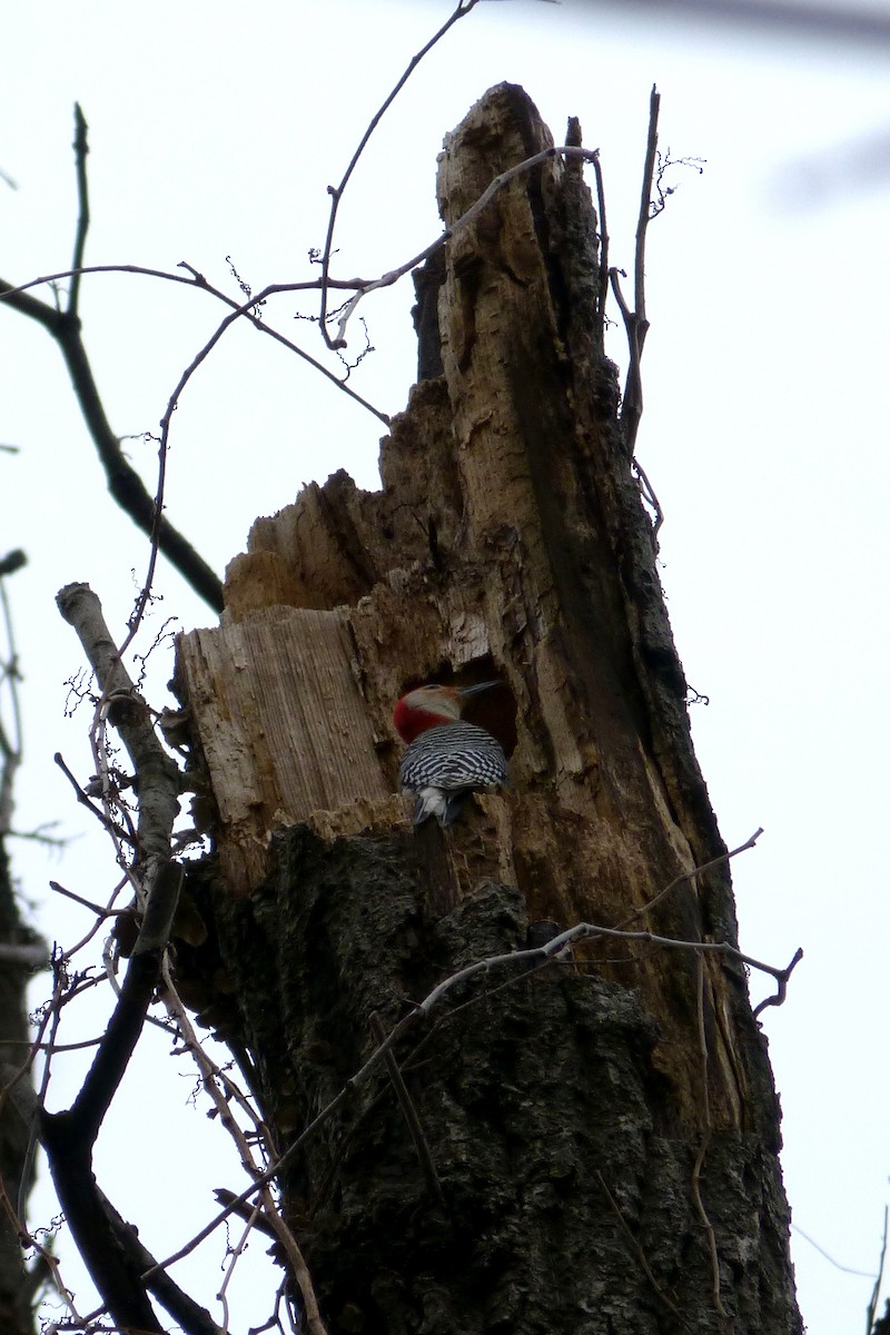 Red-bellied Woodpecker - ML213080211