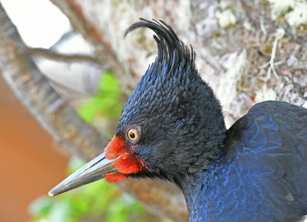 Magellanic Woodpecker - Terry Rosenmeier
