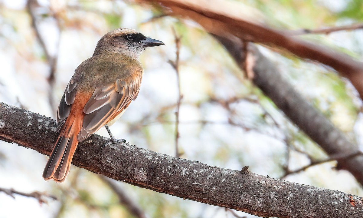 Baird's Flycatcher - ML213080841