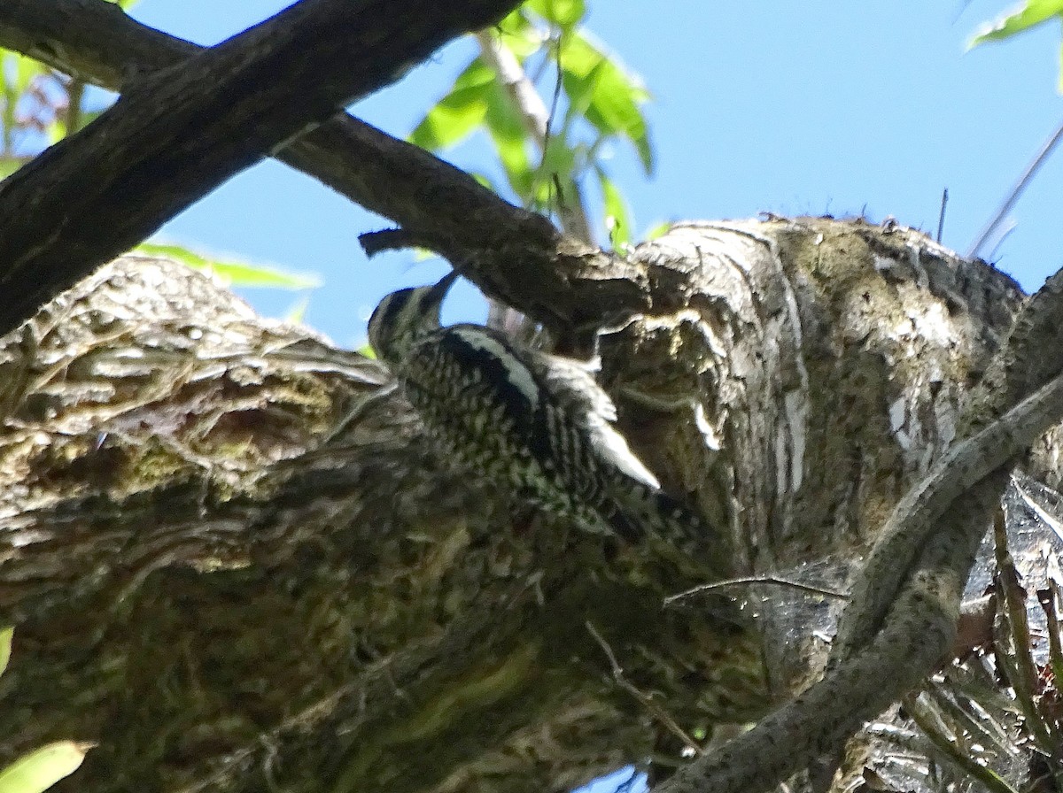 Yellow-bellied Sapsucker - ML213080871