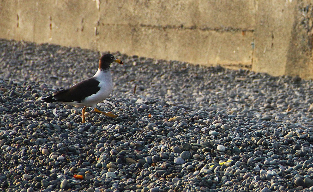 Belcher's Gull - ML213082231
