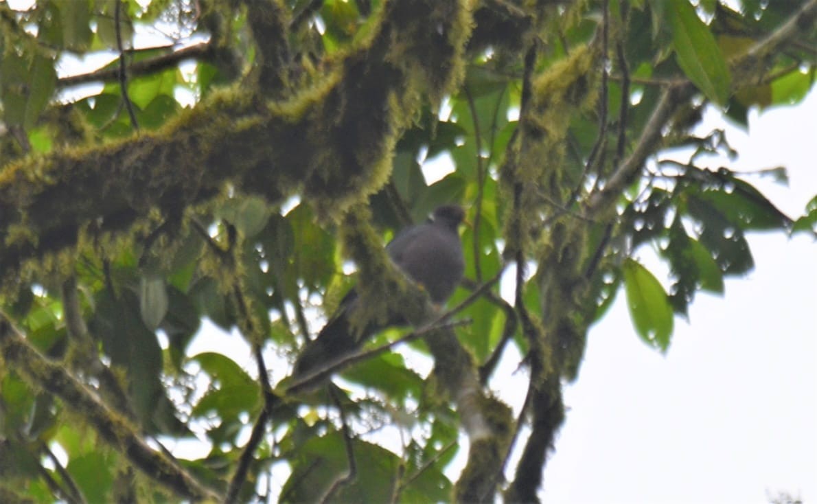 Band-tailed Pigeon - ML213082821