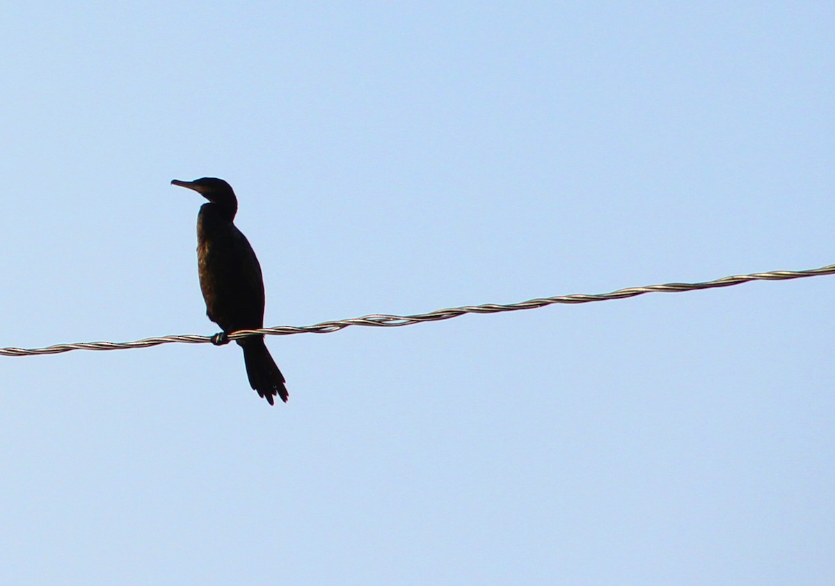 Neotropic Cormorant - ML213082901