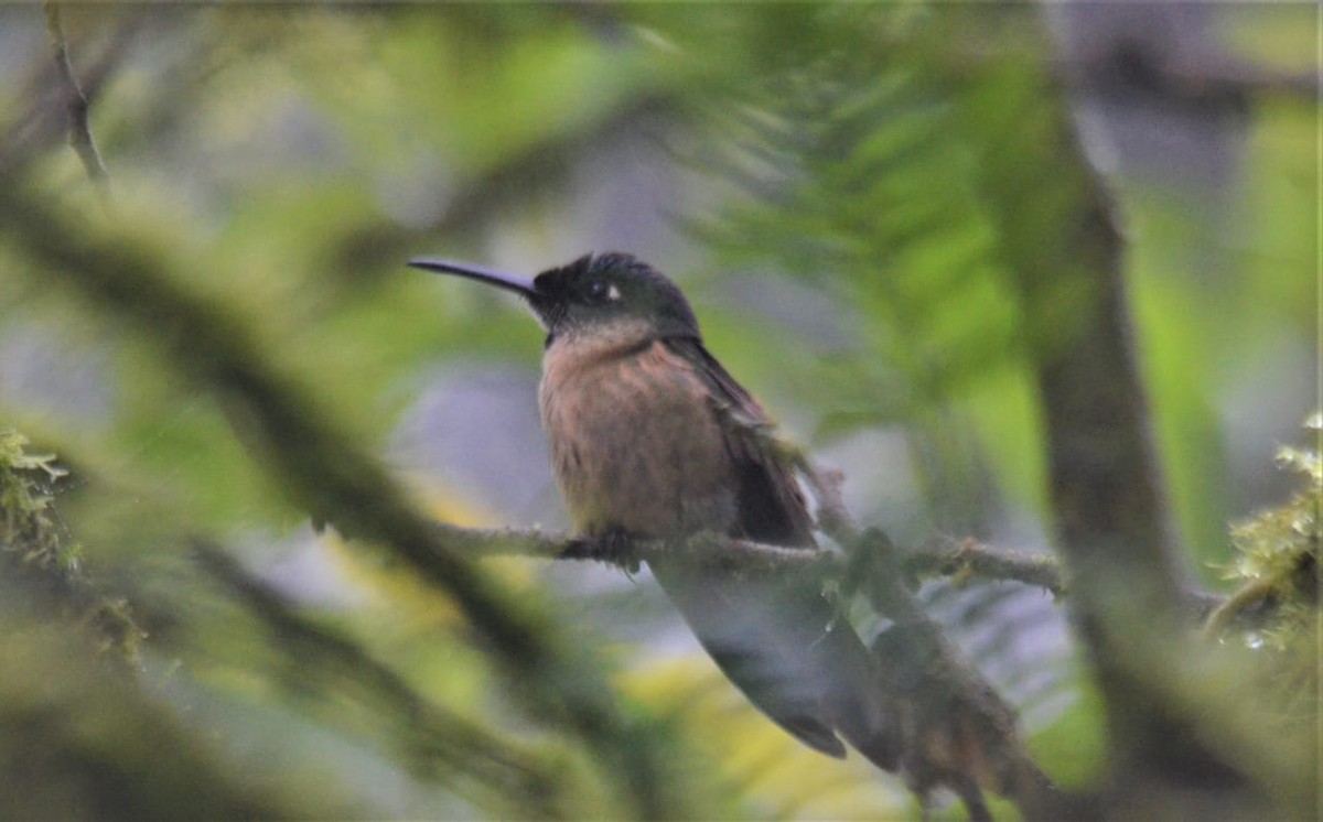 Fawn-breasted Brilliant - ML213083061