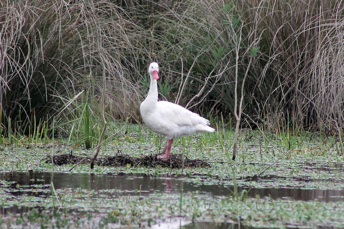 Coscoroba Swan - ML213083271