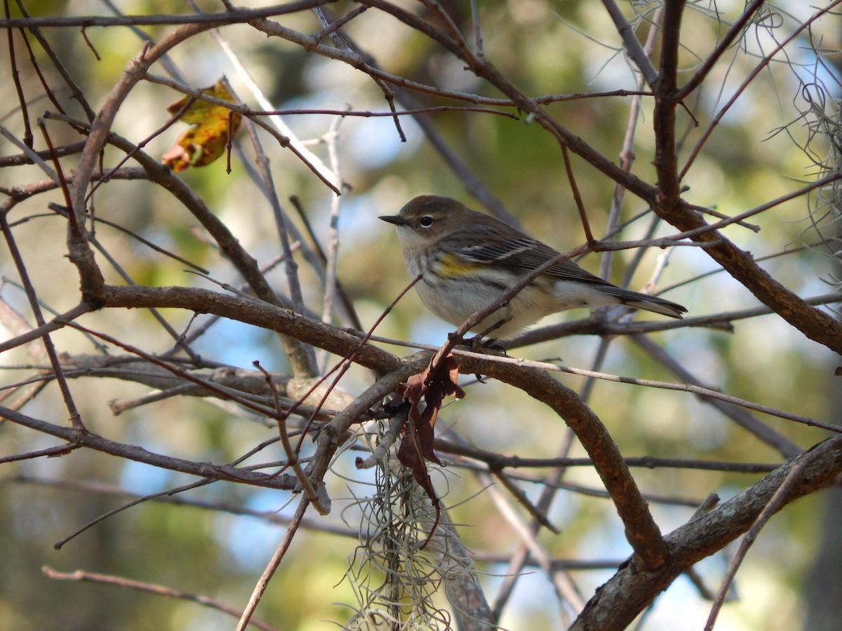 Yellow-rumped Warbler - ML21308351