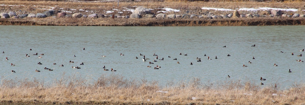 Redhead - ML213084231