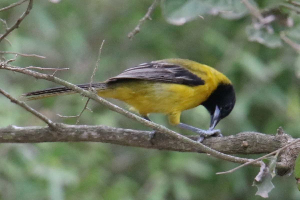 Audubon's Oriole - Steve Myers