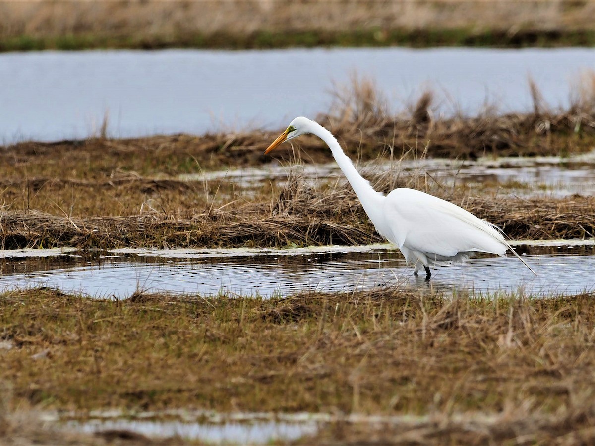 Great Egret - ML213085911