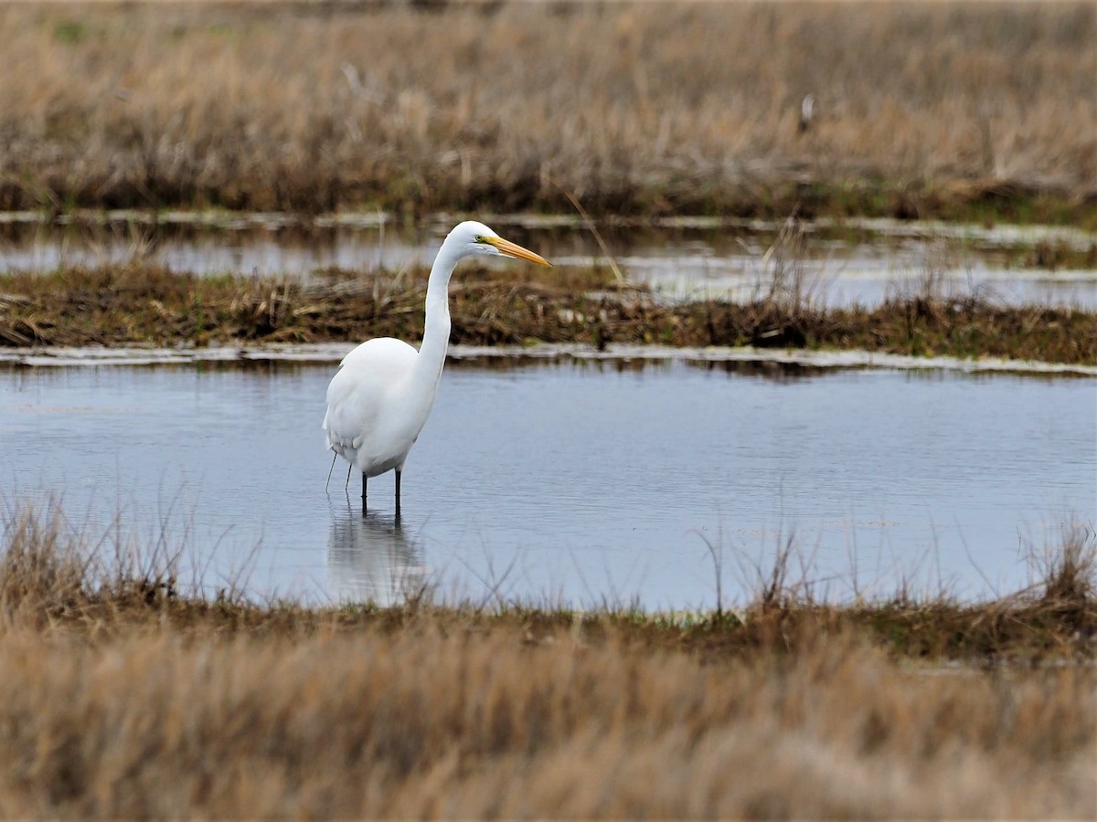 Great Egret - ML213085981