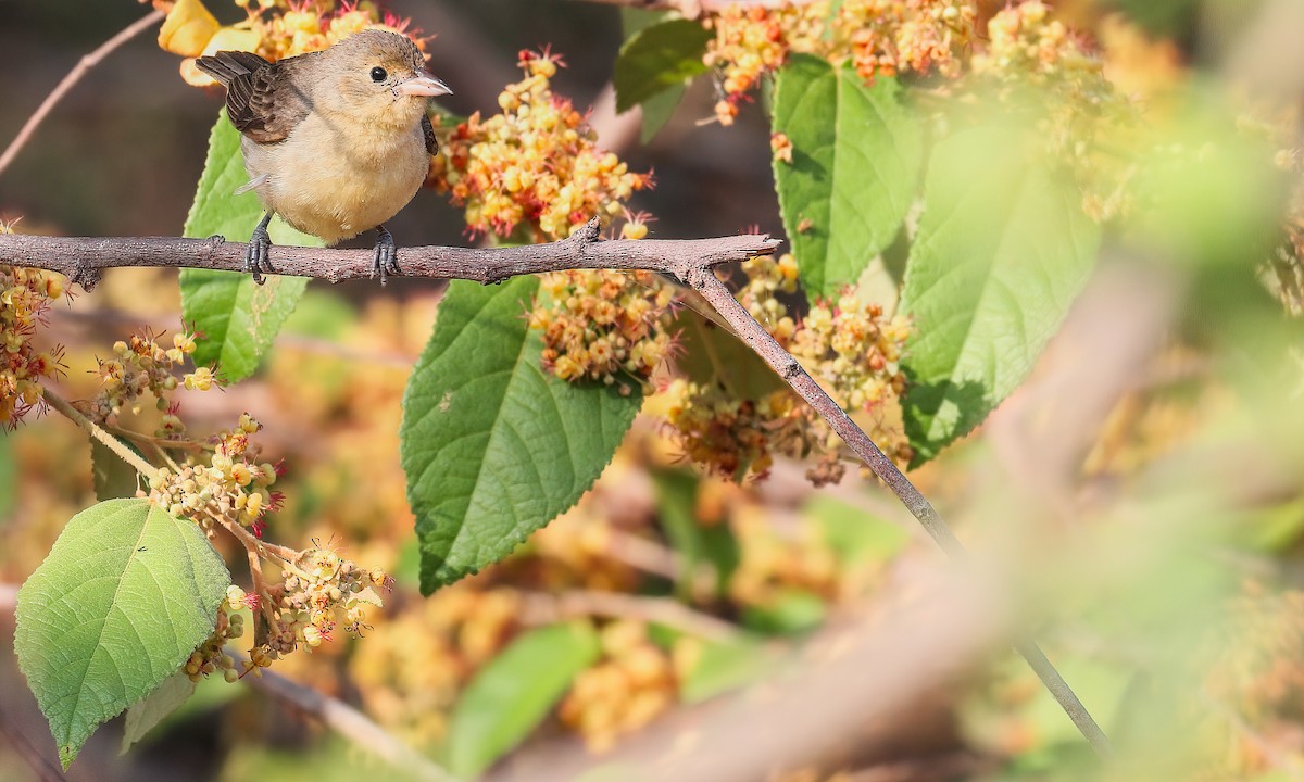 Crimson-breasted Finch - ML213086131