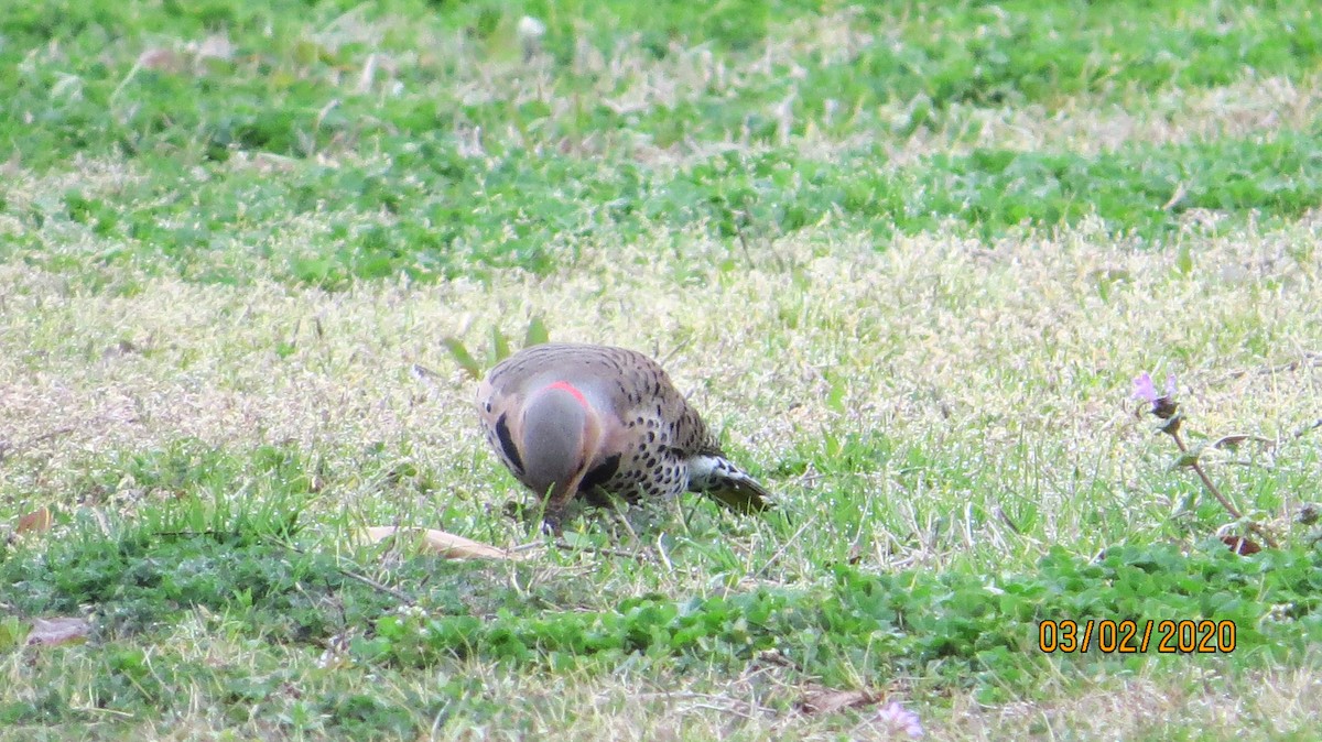 Northern Flicker (Yellow-shafted) - ML213088601