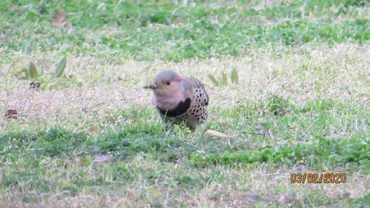 Northern Flicker (Yellow-shafted) - ML213088621