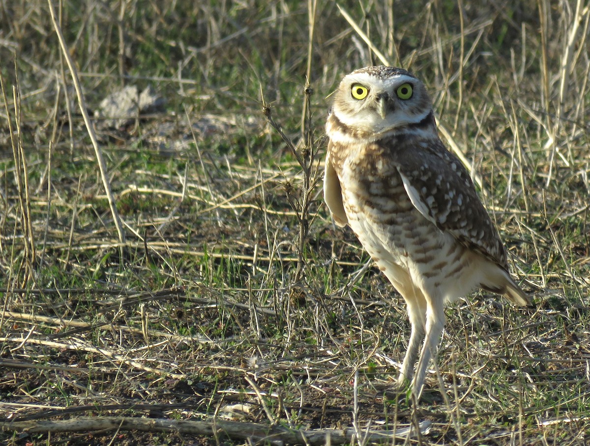 Burrowing Owl - Chris Conard