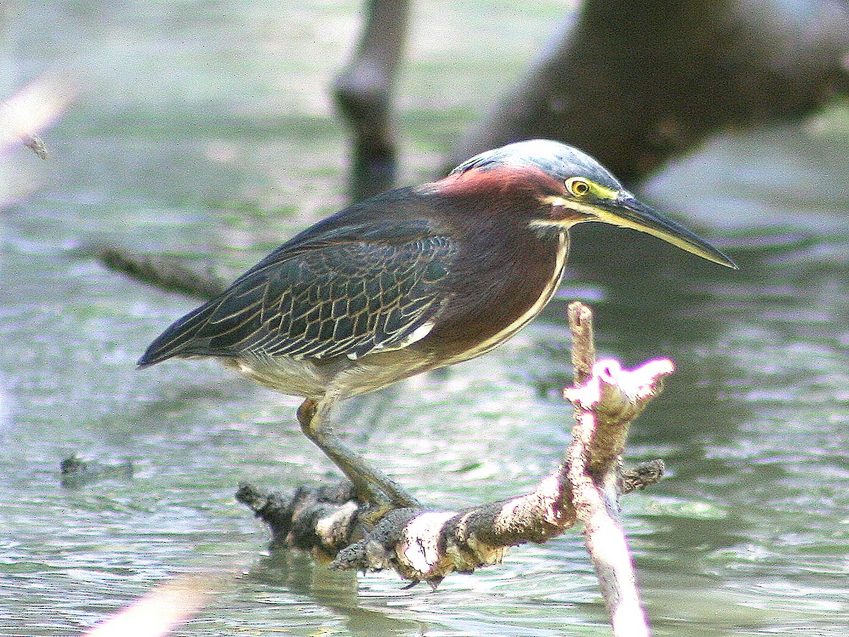 Green Heron - ML213091931