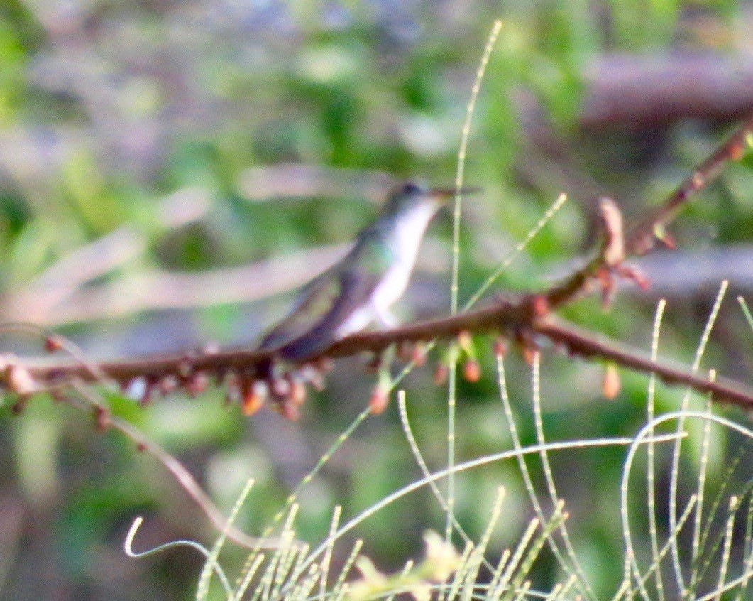 kolibřík běloprsý - ML213094351