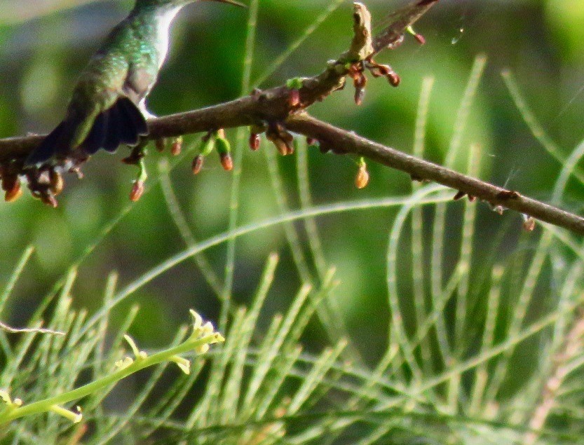 kolibřík běloprsý - ML213094371
