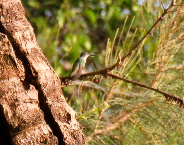 White-chested Emerald - ML213094381