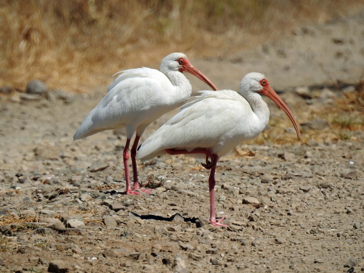 White Ibis - ML213095271