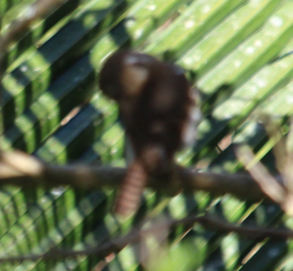 Ferruginous Pygmy-Owl - ML213095731