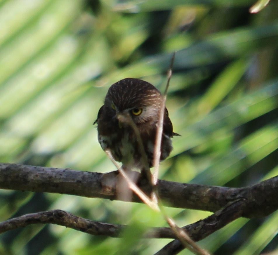 Ferruginous Pygmy-Owl - ML213095741