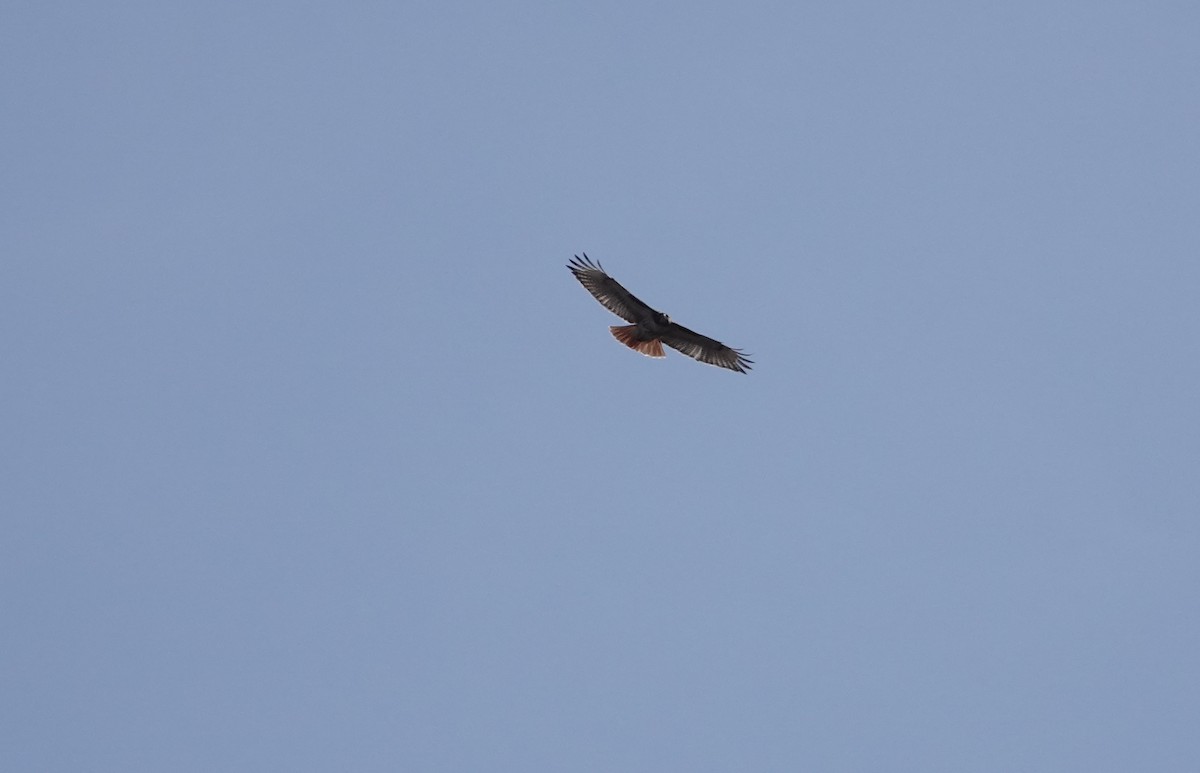 Red-tailed Hawk - ML213096741