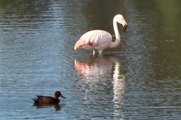 Chilean Flamingo - Patricia Maldonado Orbegozo