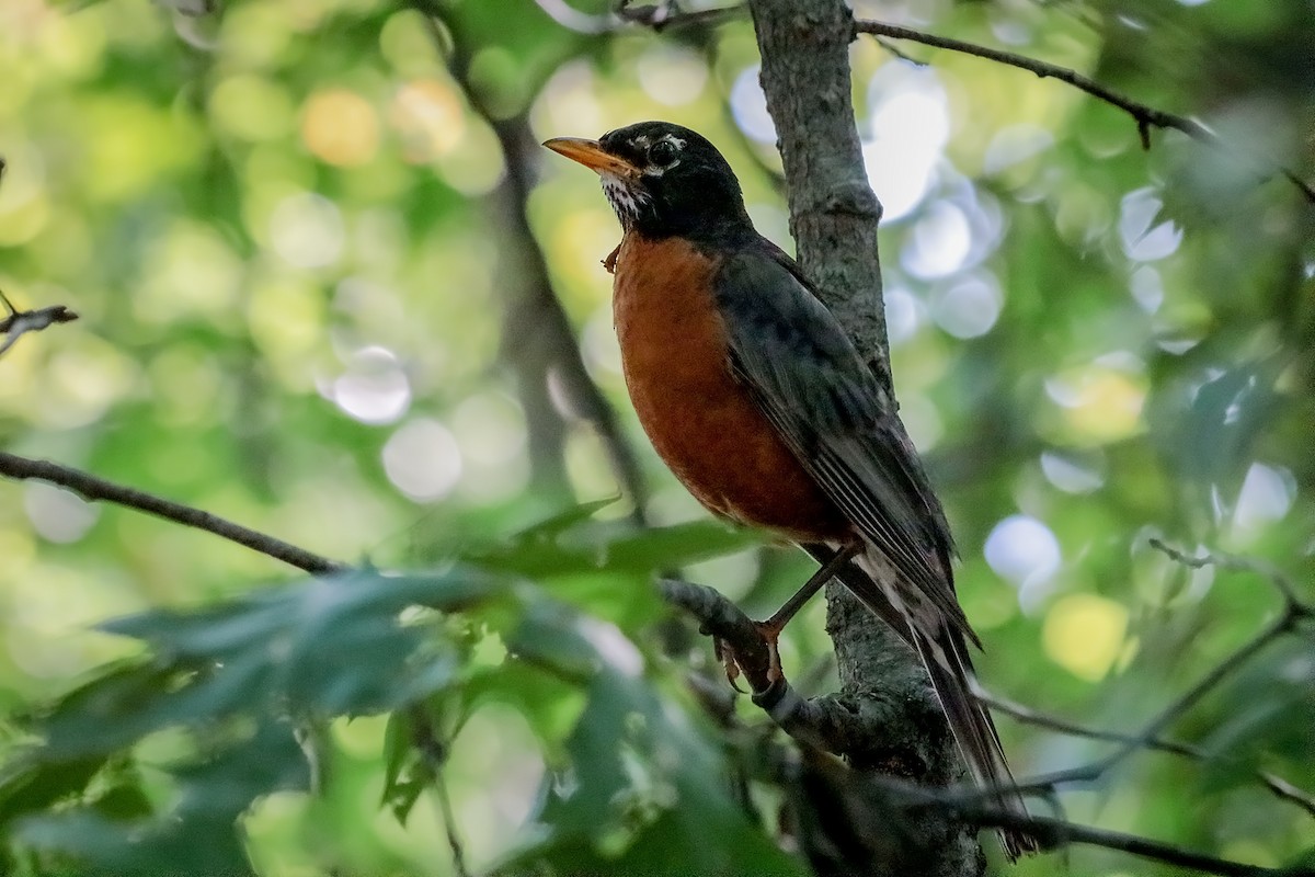 Zozo papargorria - ML213103731