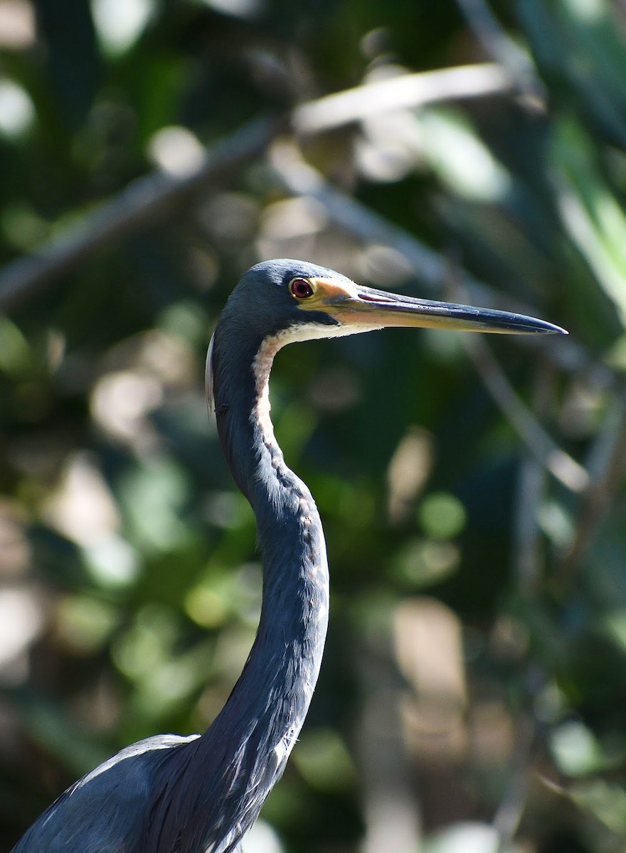 Tricolored Heron - Megan Buers