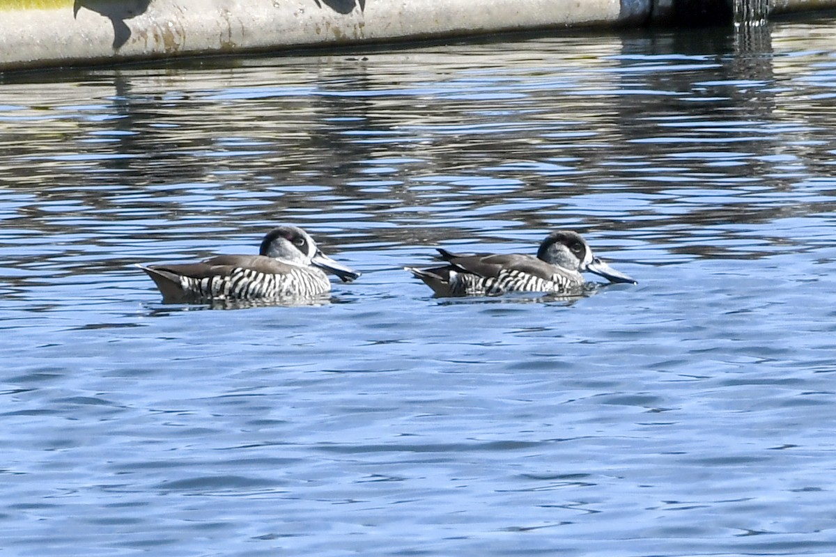 Pink-eared Duck - ML213104311