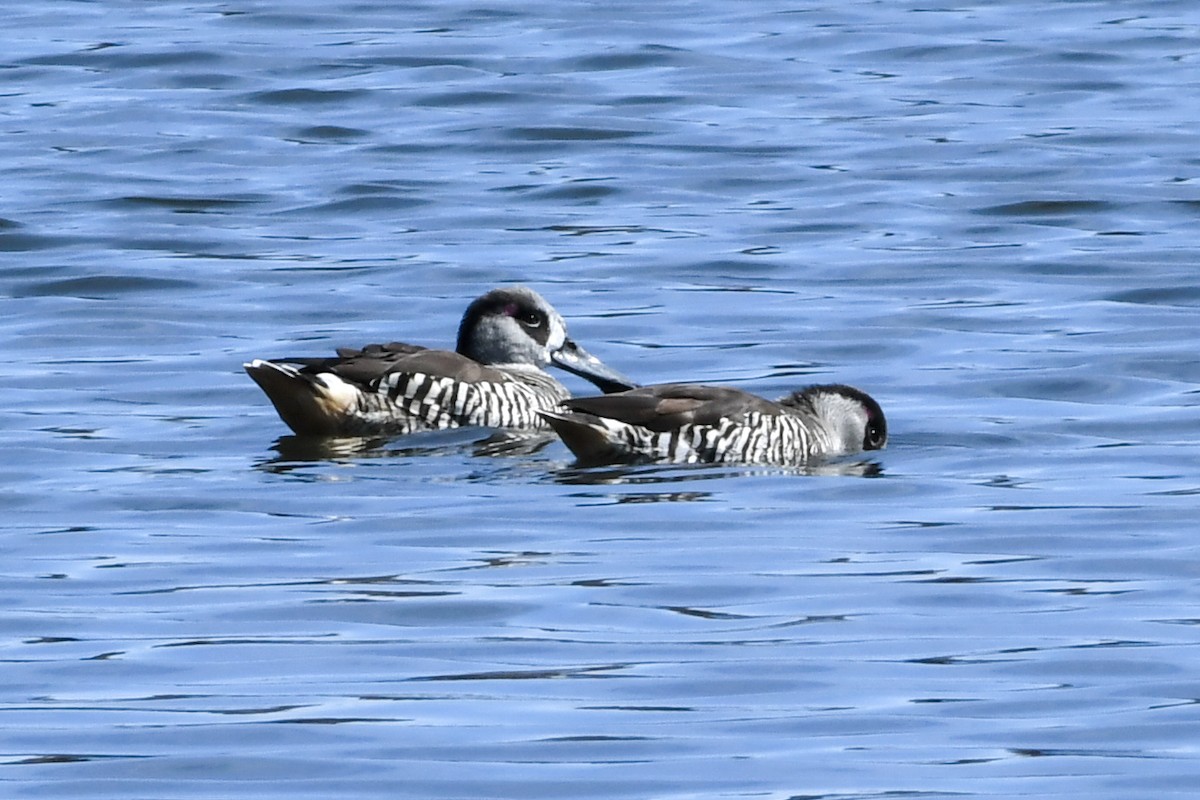 Pink-eared Duck - ML213104331