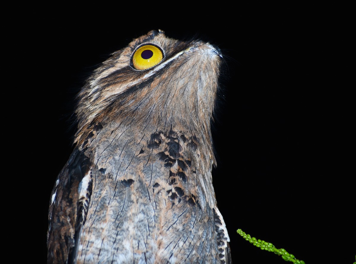 Northern Potoo - ML213104541