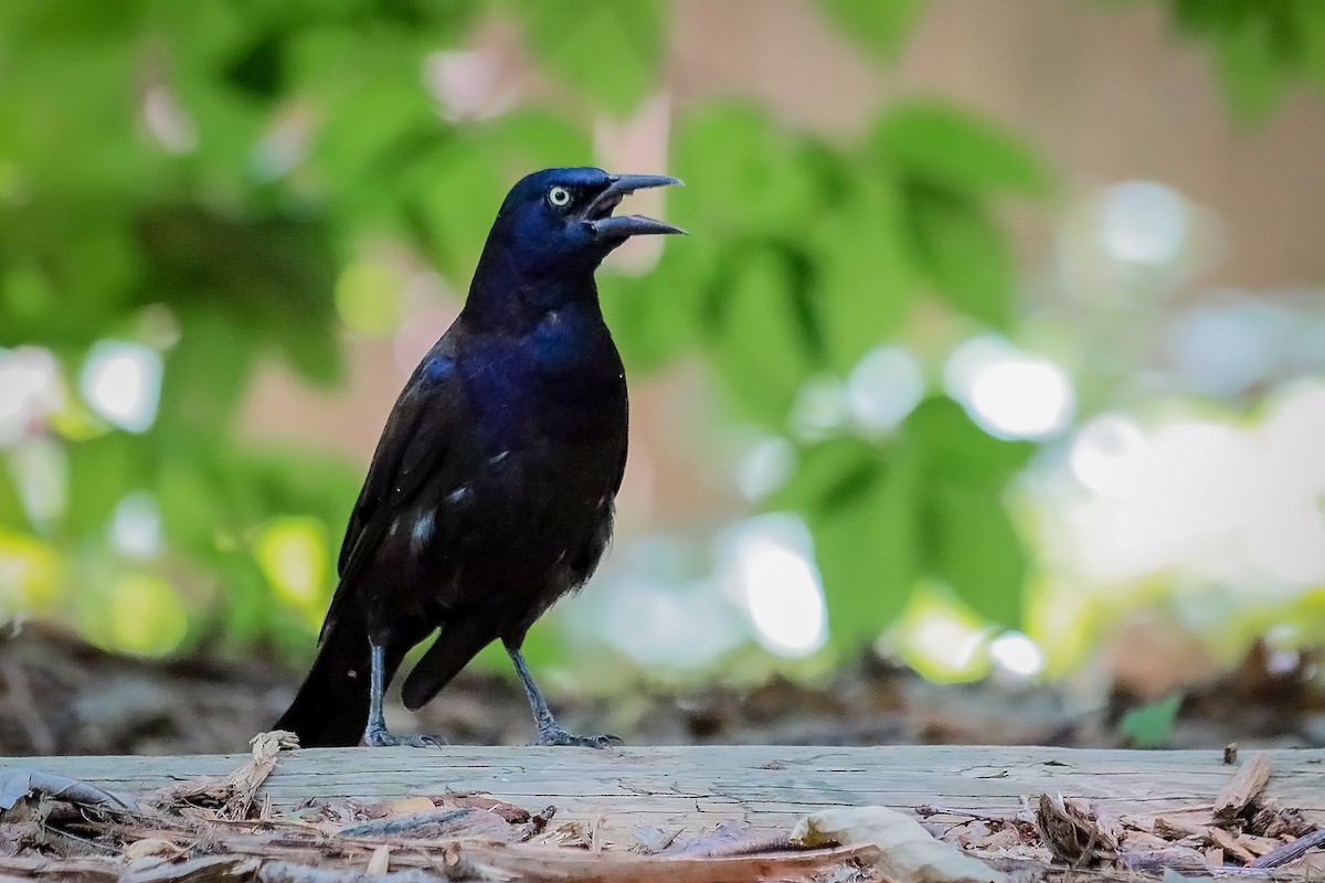 Common Grackle - ML213106401