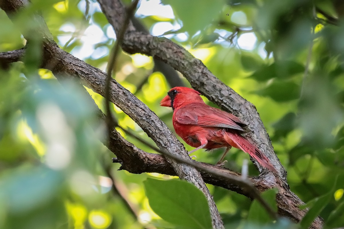 Kardinal arrunta - ML213107531