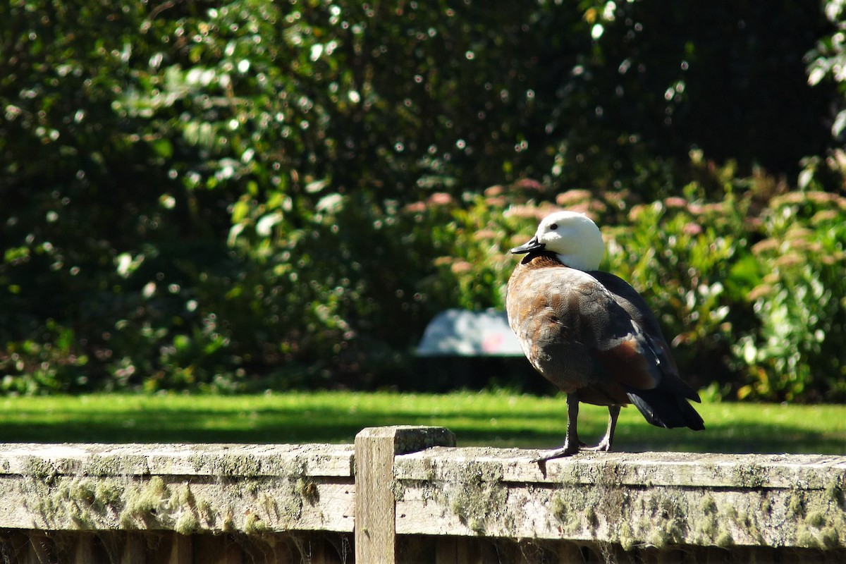 Paradise Shelduck - ML213108711