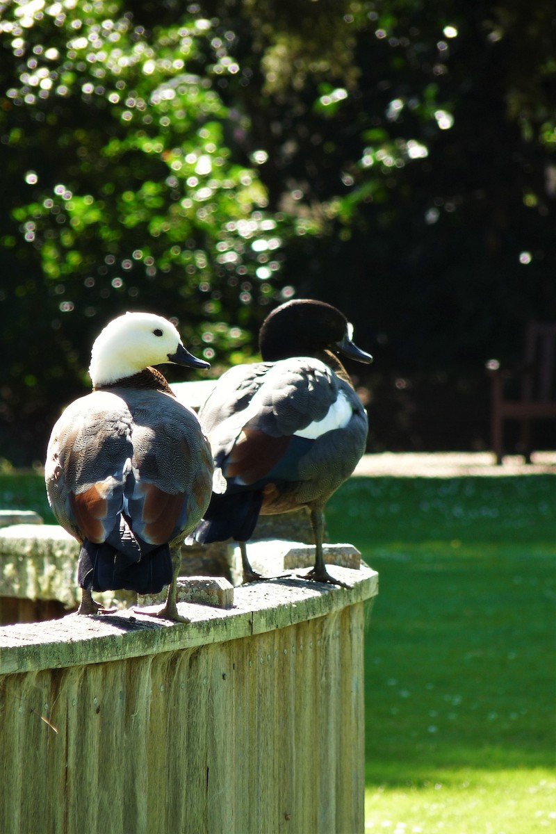 Paradise Shelduck - ML213108721