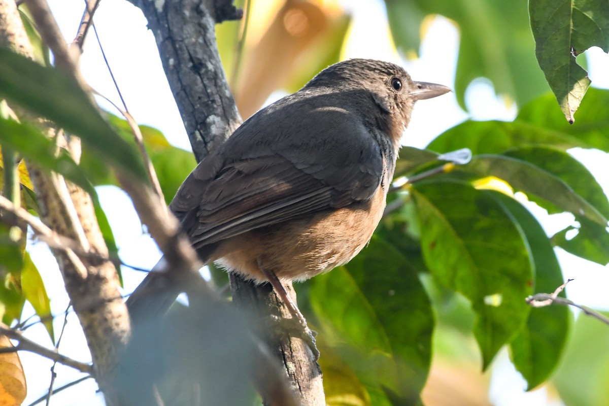 Rufous Shrikethrush - Alison Bentley