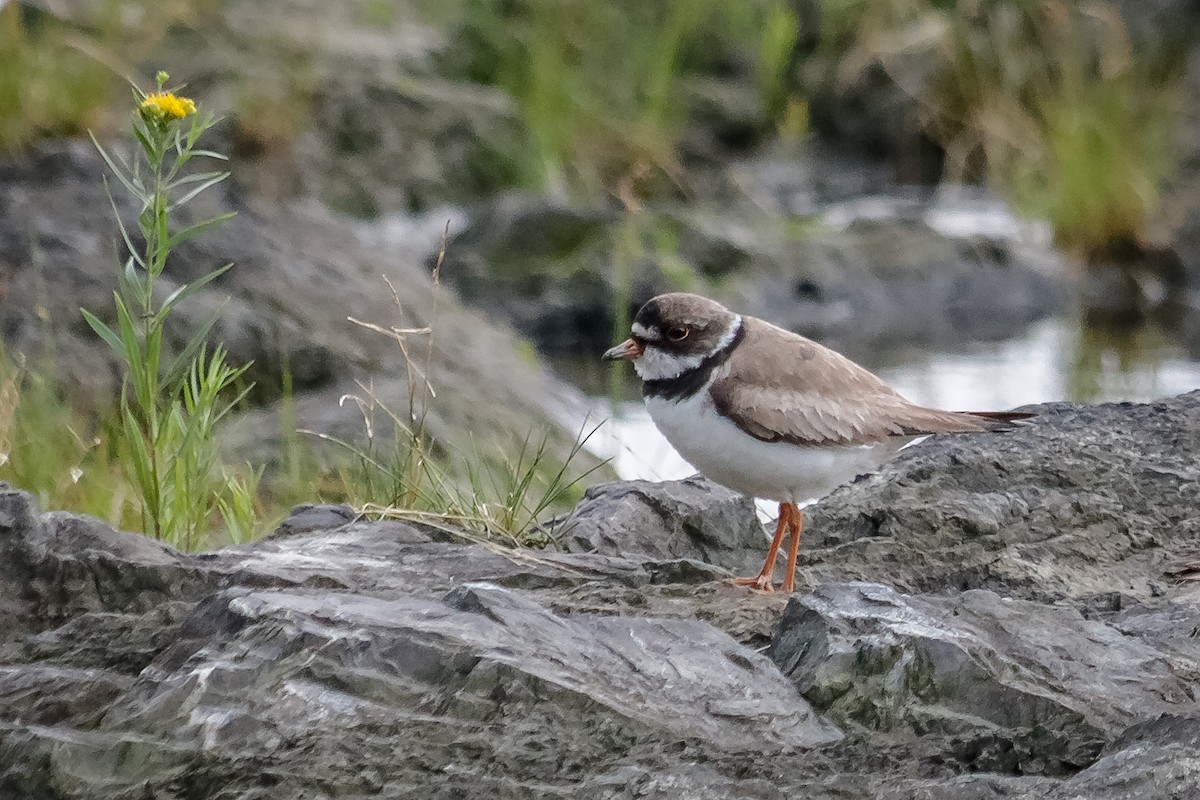Semipalmated Plover - ML213109431