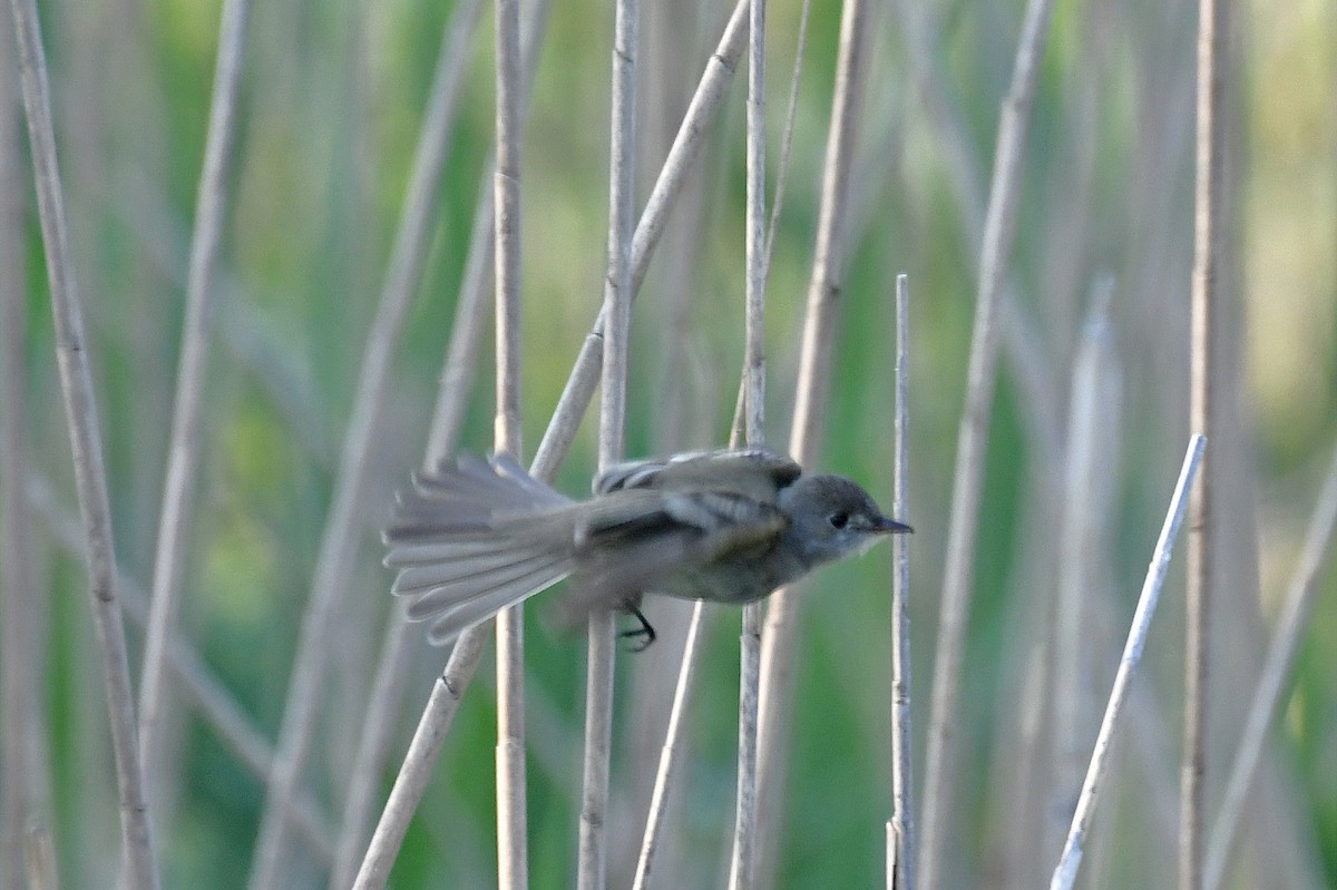 Willow Flycatcher - ML213111391