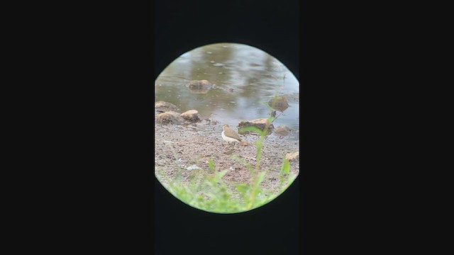 ביצנית לבנת-בטן - ML213112951