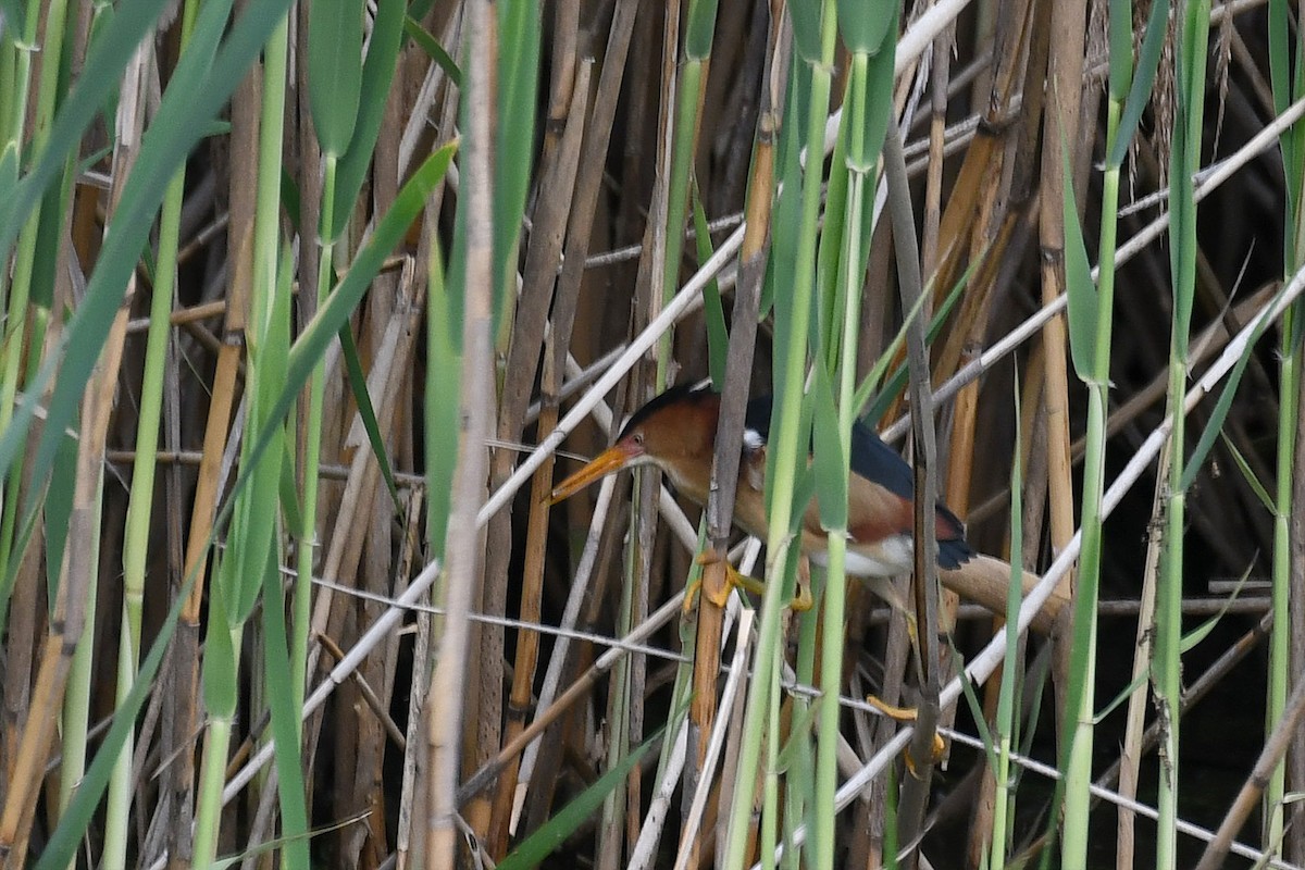 Least Bittern - ML213113811