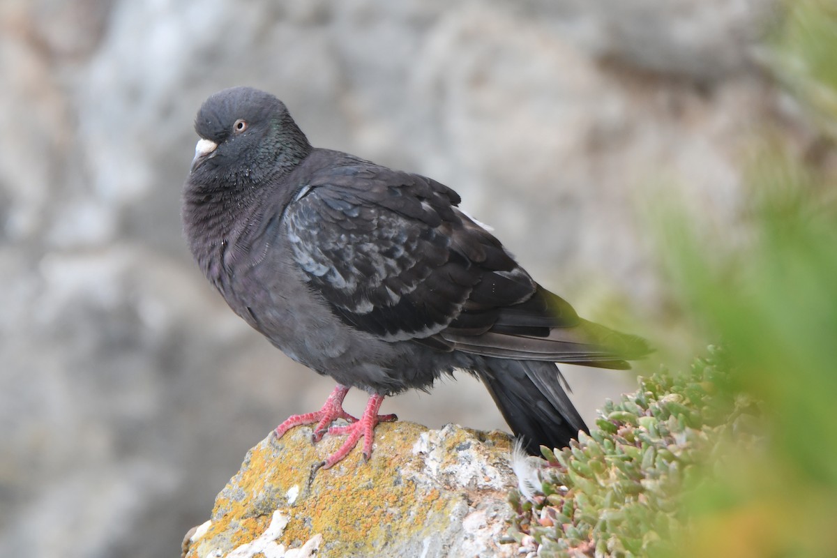 Rock Pigeon (Feral Pigeon) - ML213113921